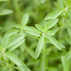 Natural Herbal Live Zero Calorie Sugar Replacement. Stevia Plants. Sweet Leaf, Sugar Leaf, Natural Sugar Substitute Herb, Easy to Grow (2 stevia sacs)
