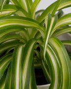 Curly Spider Plant Live House Plants, Air Purifying Plants Indoor Chlorophytum Airplant 4" Pot