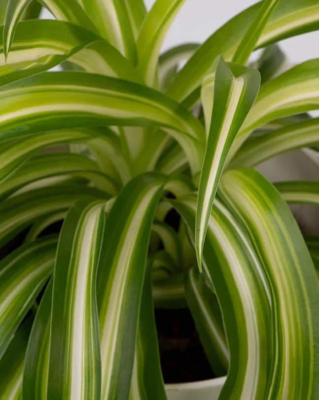 Curly Spider Plant Live House Plants, Air Purifying Plants Indoor Chlorophytum Airplant 2" Pot