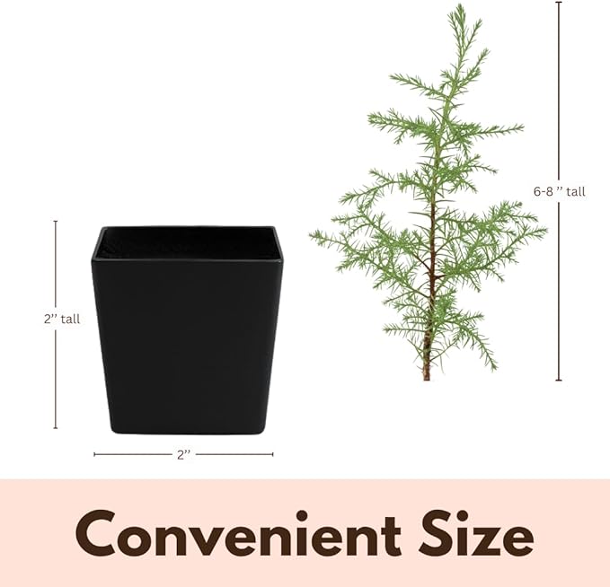 My Shelfie – Arizona Cypress Bonsai Starter Tree (Cupressus arizonica), 2-Inch Live Evergreen Plant for Indoor or Outdoor Bonsai Garden, Home & Living Room Décor (2)