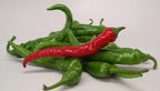 Cayenne Long Slim Pepper Plants- Three (3) Live Plants – Non-GMO - Not Seeds – Each 4"-8" Tall in 4 Inch Pots - Medium Heat, Dries Well