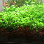 Foreground Potted Live Aquarium Plants | Freshwater Aquatic Plants for Aquariums (Potted Monte Carlo, 3 Pack)