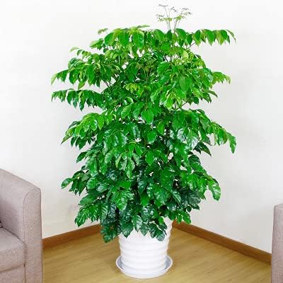 VUWEZ 6 Pack of 20 inch Plant Saucer (18 Inch Base), Plant Tray 20 Inch Round, Plant Saucers for Indoors, Plant Trays for Pots, Flower Pot Saucers, Pot Saucers for Planter 16-21" (20", White)