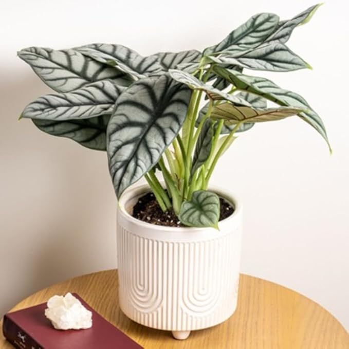 2 Silver Dragon Alocasia Plants Live Houseplant for Indoor Outdoor Growing, 4 to 8 Inches Tall, Rare and Hardy