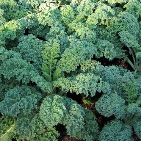 500 Vates Blue Scotch Curled Kale Seeds for Planting Heirloom Non GMO 2+ Grams Garden Vegetable Bulk Survival