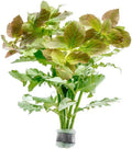 SubstrateSource Live Aquarium Stem Plants - Freshwater Aquatic Plant for Fish Tanks, Aquascaping - (Water Wisteria Hygrophila Difformis, 1 Bunch)
