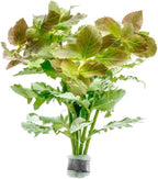 SubstrateSource Live Aquarium Stem Plants - Freshwater Aquatic Plant for Fish Tanks, Aquascaping - (Water Wisteria Hygrophila Difformis, 1 Bunch)