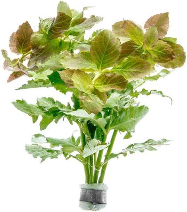 SubstrateSource Live Aquarium Stem Plants - Freshwater Aquatic Plant for Fish Tanks, Aquascaping - (Water Wisteria Hygrophila Difformis, 1 Bunch)
