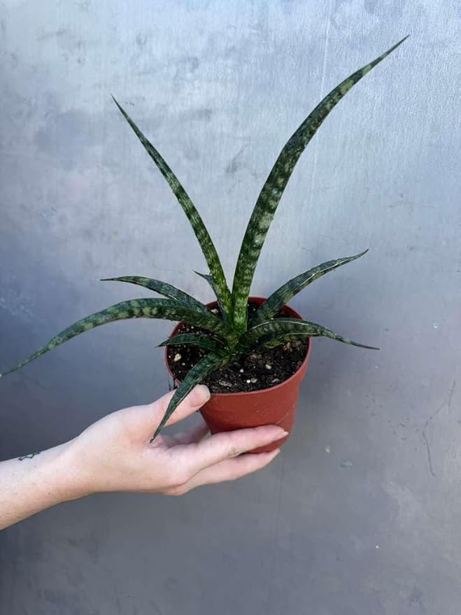 PLANTVERS Sansevieria Fernwood ‘Mikado’ in 4" Grow Pot – Live Snake Plant – Easy Care Succulent – Air Purifying Indoor Plant – Low Maintenance Houseplant