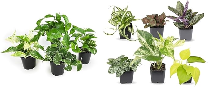 Altman Plants Live Pothos Plants (4PK) and Easy to Grow Houseplants (Pack of 6) Indoor Plants in Containers