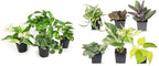 Altman Plants Live Pothos Plants (4PK) and Easy to Grow Houseplants (Pack of 6) Indoor Plants in Containers