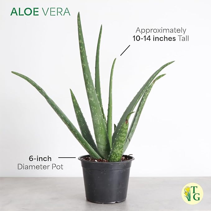 Thorsen's Greenhouse Aloe Vera, Live Indoor Plant, Aloe barbadensis, Easy to Grow, Succulent, Natural Air Purifier, 6" Diameter Pot (Sage)