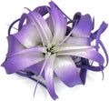 XL Xerographica Colored Air Plant, Live Tillandsia House Plant, Easy Care Indoor Outdoor, Great Gift, Healthy Arrival Guaranteed (Purple)