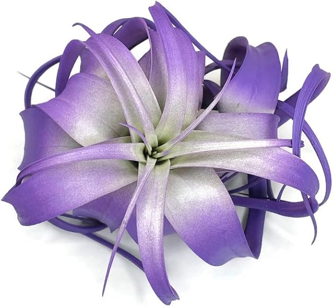 XL Xerographica Colored Air Plant, Live Tillandsia House Plant, Easy Care Indoor Outdoor, Great Gift, Healthy Arrival Guaranteed (Purple)