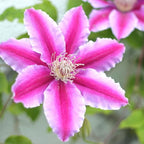 Clematis Vine Plant, Clematis Vine Plants Live in 2.5 Inch Pot, Perennial Climbing Clematis Plants Live for Outdoor Garden (White Pink Flowers)