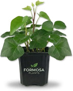 Green English Ivy - 1 Live Plant in a 3 Inch Pot - Easy Care Trailing Vine, Beautiful Indoor Houseplant - Hedera Helix