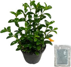Live Plant, Goldfish Plant, Pet-Friendly, Rare, Indoor Plant, 4 inch Pot by Hopewind Plants Shop (Heat Pack Included)