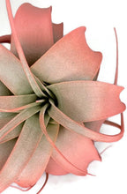 XL Xerographica Colored Air Plant, Live Tillandsia House Plant, Easy Care Indoor Outdoor, Great Gift, Healthy Arrival Guaranteed (Peach)