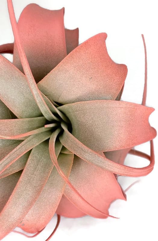 XL Xerographica Colored Air Plant, Live Tillandsia House Plant, Easy Care Indoor Outdoor, Great Gift, Healthy Arrival Guaranteed (Peach)