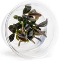 Ultum Nature Systems Live Tissue Culture - Bucephalandra Brownie Phoenix - Easy, Low-Med Light - Dark Green, Red, Purple Accent - Foreground to Midground - 100% Snail Free Grown in-Vitro - Small Cup