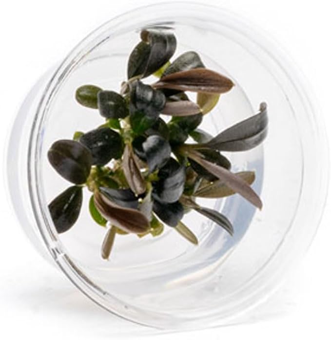 Ultum Nature Systems Live Tissue Culture - Bucephalandra Brownie Phoenix - Easy, Low-Med Light - Dark Green, Red, Purple Accent - Foreground to Midground - 100% Snail Free Grown in-Vitro - Small Cup