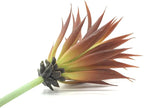 2 PCS Artificial Succulents Plants Real Touch Lifelike Succulants Plants Faux Greenery Plants Garden DIY Home Office Decoration Ornament (Red Agave)