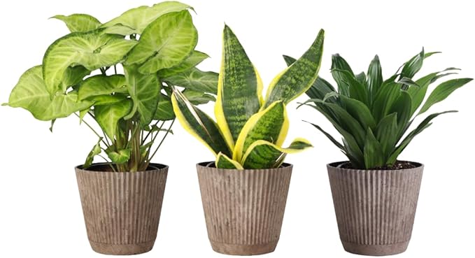 Thorsen's Greenhouse Live Low Light Houseplants (3 Pack), Easy to Grow Indoor Plants, Grower's Choice Bundle, 4-inch Diameter Established Plants, Decorative Coffee Ruffled Pot (3-Pack)