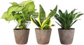 Thorsen's Greenhouse Live Low Light Houseplants (3 Pack), Easy to Grow Indoor Plants, Grower's Choice Bundle, 4-inch Diameter Established Plants, Decorative Coffee Ruffled Pot (3-Pack)