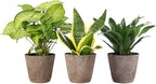 Thorsen's Greenhouse Live Low Light Houseplants (3 Pack), Easy to Grow Indoor Plants, Grower's Choice Bundle, 4-inch Diameter Established Plants, Decorative Coffee Ruffled Pot (3-Pack)