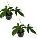 LEAL PLANTS ECUADOR Philodendron Florida Green (Pack of 2)| Exotic Low-Maintenance Houseplant | Perfect for Living Rooms & Indoors | Lush Live Philodendron Plants | Florida Green Indoor Houseplant