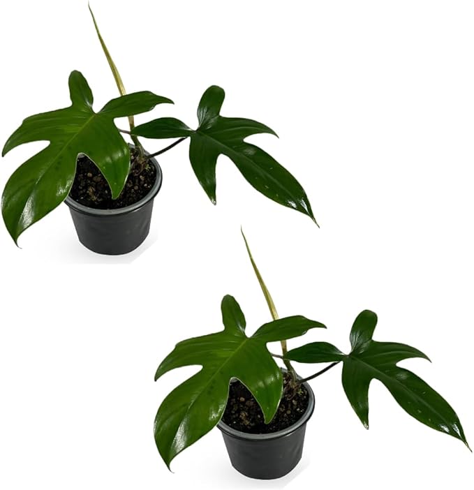LEAL PLANTS ECUADOR Philodendron Florida Green (Pack of 2)| Exotic Low-Maintenance Houseplant | Perfect for Living Rooms & Indoors | Lush Live Philodendron Plants | Florida Green Indoor Houseplant