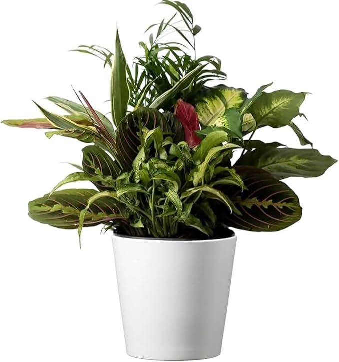 American Plant Exchange Dish Garden – 6-Inch with Pot Cover – Live Assorted Indoor Plants, Easy Care Greenery Arrangement for Office Desks, Tabletops, Gifts & Home or Apartment Décor