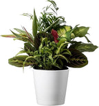 American Plant Exchange Dish Garden – 6-Inch with Pot Cover – Live Assorted Indoor Plants, Easy Care Greenery Arrangement for Office Desks, Tabletops, Gifts & Home or Apartment Décor