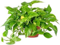 Golden Devil's Ivy Pothos Epipremnum Philodendron Easy Care Live House Plant Indoor Air Purifier 6" Pot BSBD