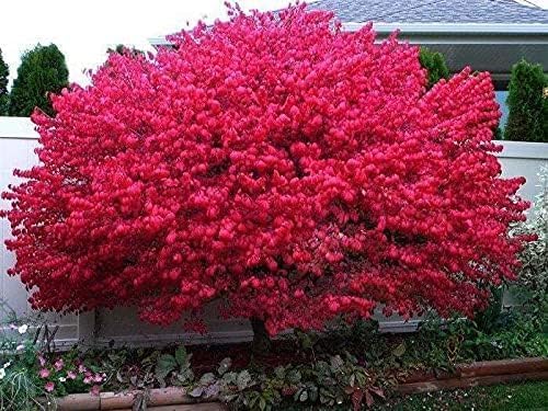 Dwarf Burning Bush - 6-12" Tall Live Plant - Hardy Red Shrub Sapling - Euonymus alatus