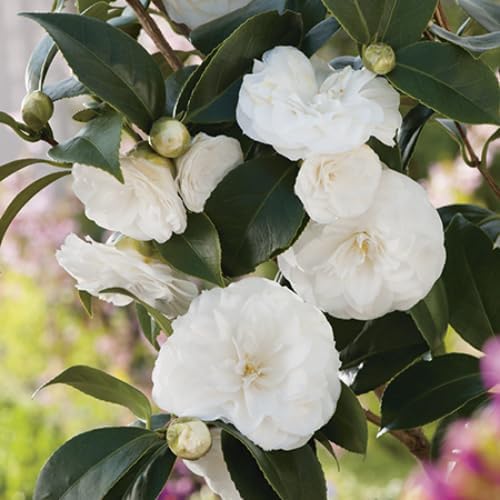 Live White Camellia Flower Plant in 4 Inch Pot, 6–10 Inch Tall Camellia Japonica Shrub for Outdoor Garden, Patio, or Landscape Planting