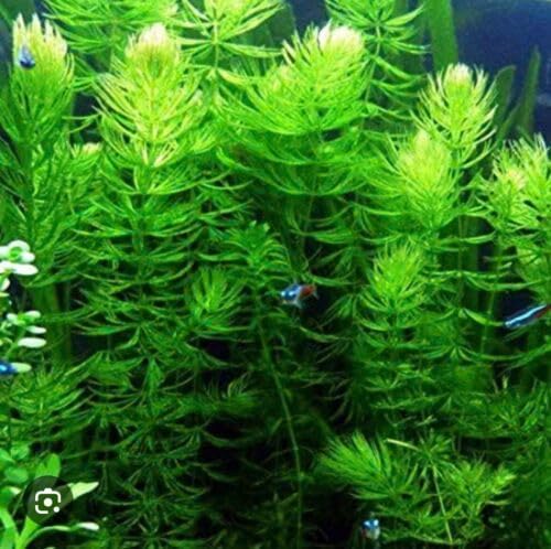 Live Aquarium 6 Hornwort Coontail Indoor Plants - Excellent Aquarium Plant - Beautiful Effect to Aquarium - Fast Growth, Long Lasting & Easy to Care Aquatic Plants - Pack 6