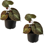 LEAL PLANTS ECUADOR Dios Cori Discolor (Pack of 2) Live Plants | Exotic Live House Plant | Green Live House Plants | Rare Indoor Plants | Dios Cori Heart Plant