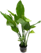 SubstrateSource Echinodorus Grandifolius Sword Live Plant for Freshwater Aquariums, Natural Fish Tank Decorations, and Aquatic Decor (1 Pot (2-3 Plants))
