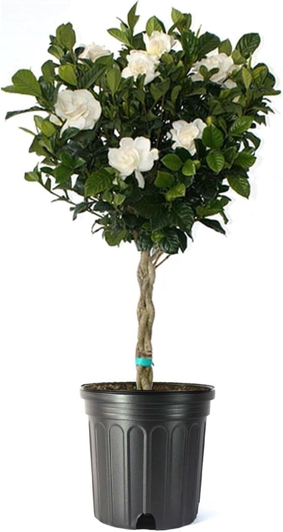 American Plant Exchange Gardenia Tree – Live Evergreen in Large 8-Inch Pot, Fragrant White Blooms, Easy-Care Indoor & Outdoor Flowering Tree for Home, Patio & Garden Décor