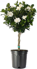 American Plant Exchange Gardenia Tree – Live Evergreen in Large 8-Inch Pot, Fragrant White Blooms, Easy-Care Indoor & Outdoor Flowering Tree for Home, Patio & Garden Décor