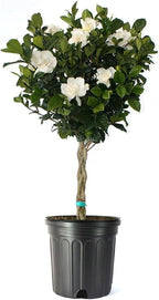 American Plant Exchange Gardenia Tree – Live Evergreen in Large 8-Inch Pot, Fragrant White Blooms, Easy-Care Indoor & Outdoor Flowering Tree for Home, Patio & Garden Décor