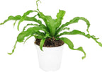 Bird’s Nest, 'Victoria' Fern (4 inch) - Air-Purifying Houseplants - 4/6 inch Unique Live Decorative Houseplants - Low-Maintenance Indoor Plants, House Warming Gift, Natural Air Purifier