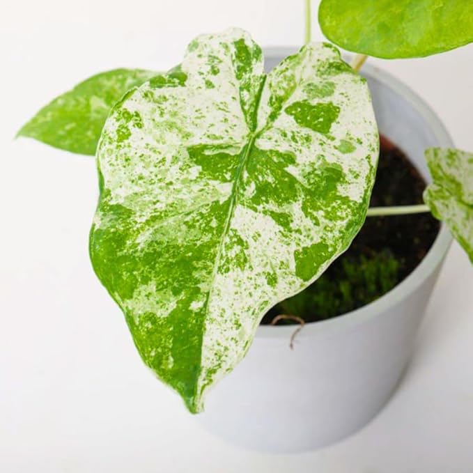 2 Variegated Alocasia Plants Live Houseplant for Indoor Outdoor Growing, 4 to 8 Inches Tall, Rare and Hardy