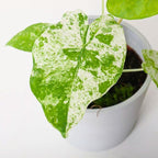 2 Variegated Alocasia Plants Live Houseplant for Indoor Outdoor Growing, 4 to 8 Inches Tall, Rare and Hardy