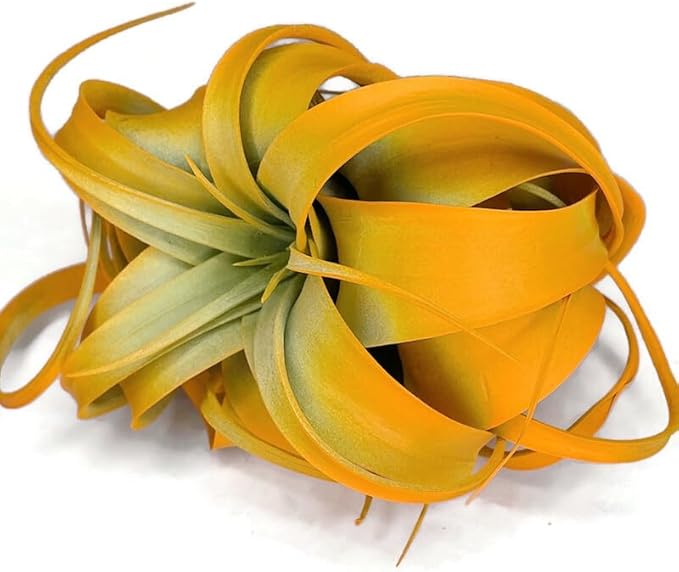 XL Xerographica Colored Air Plant, Live Tillandsia House Plant, Easy Care Indoor Outdoor, Great Gift, Healthy Arrival Guaranteed (Bright Orange)