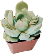 Live Succulent Cactus Plants from USKC (2" Pot) (Echeveria Moonglow)