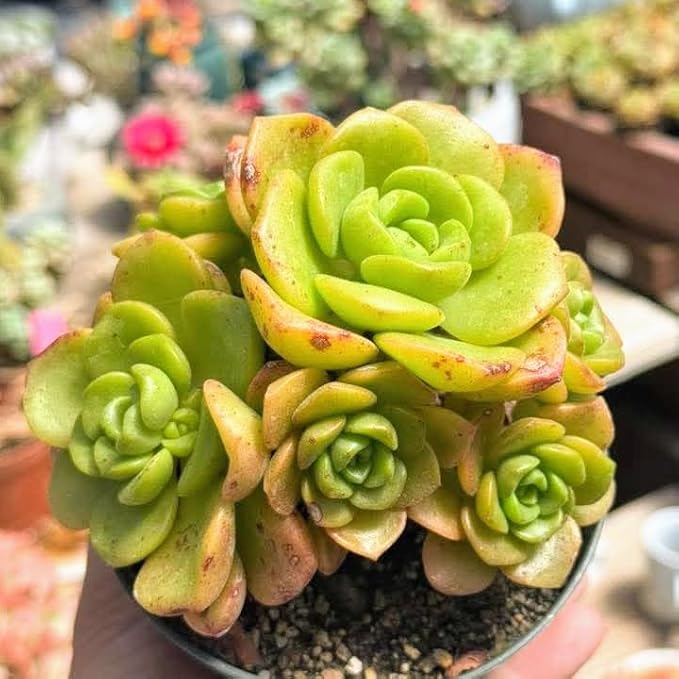 Blissful Aeonium Emerald Ice Succulent – Variegated Green & White Rosettes, Drought Tolerant, Easy Care Indoor/Outdoor Plant, Colorful Home & Garden Décor (Lilypad, 4" Pot)