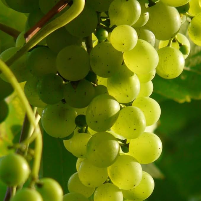 Grape Vine Plant Live for Planting Outdoors, Grape Plant Live Grape Tree to Grow 1-2 Years Old Well-Rooted, Black Grape Fruit Tree Live Plant (Green Grape)