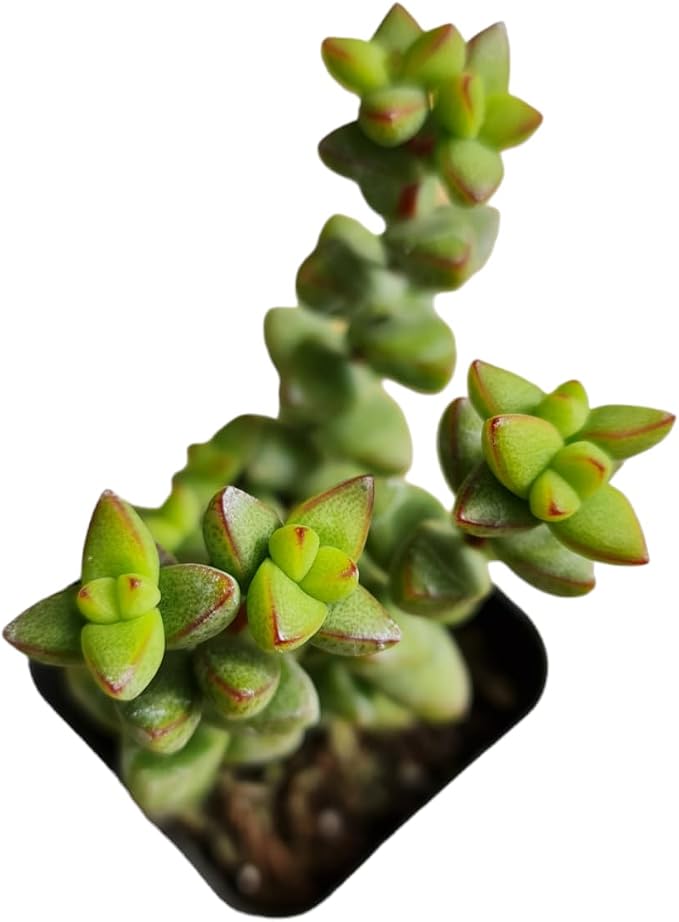Live Succulent Cactus Plants (2" Pot Crassula Brevifolia)